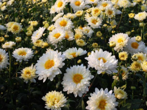 ���յĹ�Ч �������μ���θ����