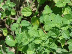 ����ݵĹ�Ч ����������ȿ���