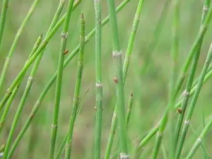 ��Ͳ�ݵĹ�Ч ��Ͳ������������