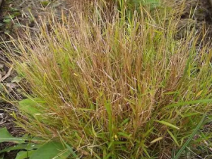 ���вݵĹ�Ч ���в��η��ȿڿ�