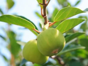 ޵����Ĺ�Ч ޵��������ž�