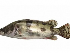 �����Ӫ����Ч �������ܲ�����