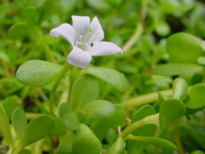 �׻���ĸ�˵Ĺ�Ч �׻���ĸ����������