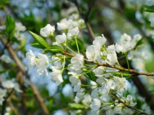 ��鲵Ĺ�Ч���� ��������˳���