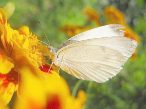 �׷۵��Ĺ�Ч �׷۵�����������