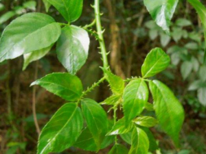 �׺{֦Ҷ�Ĺ�Ч �׺{֦Ҷ����ð����