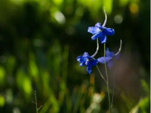 ������ȸ���Ĺ�Ч ������ȸ������������