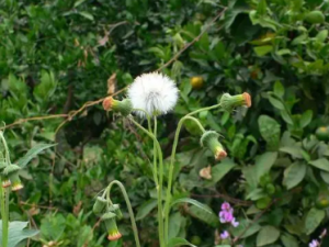 ���ɻ��Ĺ�Ч ���ɻ��ε������˼���������