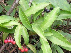 �����ӵĹ�Ч ����������ű�ȶ�Ӹ��