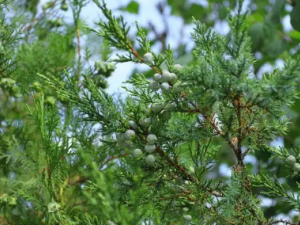 �������Ĺ�Ч �������η纮��ð