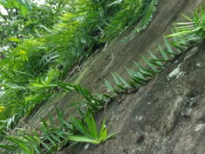 �����ٵĹ�Ч �����������˵�����ʹ