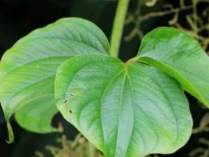 ����ݹ�Ĺ�Ч ����ݹ�����δ�Ӹ�׶�