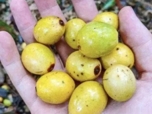 ������Ĺ�Ч ��������ڹ���