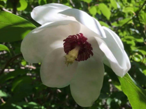 ��ʯ���Ĺ�Ч ��ʯ����Ѫ�ⶾ���������׶�