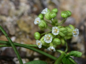 ��ҩ�ٵĹ�Ч ��ҩ������Ѣ