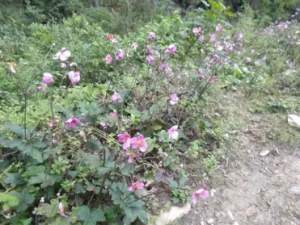 ����ɢ�Ĺ�Ч ����ɢ���������