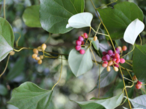 ԰׳ӹĹЧ ԰׳ӹηʪʹ