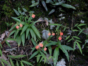 �Ȼ���ﻨ�Ĺ�Ч �Ȼ���ﻨ�����ȿ���