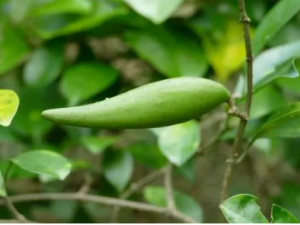 �׸��ٵĹ�Ч �׸������ڷ�ʪ�ؽ�ʹ