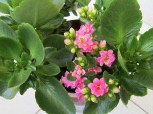 Ҷ٤˵ĹЧ Ҷ٤ⶾӸ׶