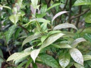 ��Ҷ�𻨲�Ҷ�Ĺ�Ч ��Ҷ�𻨲�Ҷ���ʺ���ʹ