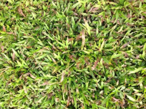 ��Ҷ�����ݵĹ�Ч ��Ҷ�����ݵ�������