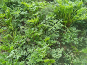 ��Ҷ��ʵ�Ĺ�Ч ��Ҷ��ʵ�ε�������