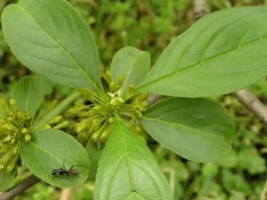 ����ľҶ�Ĺ�Ч ����ľҶ�����˴���