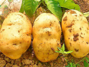 ÿ������������ǵĺô� ���������⹦Ч