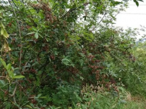 ��Ҷ�����Ĺ�Ч ��Ҷ�����θ�Ů�¾�����