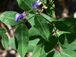 ��Ҷ�Ƕ���Ĺ�Ч ��Ҷ�Ƕ���������Ʀ��