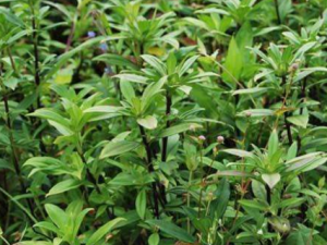 ������Ĺ�Ч �������δ���