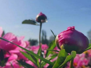 �����Ĺ�Ч �����������θ����