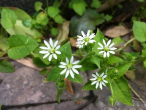 ���ƵĹ�Ч �������ڳ�������