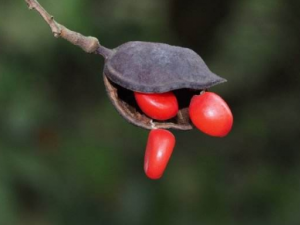 ʼԺ춹ĹЧ ʼԺ춹μԸ