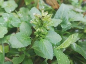 ���ѲݵĹ�Ч ���Ѳ��θ�ð����