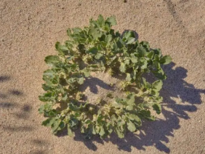 �����ݵĹ�Ч ����������ˮ��