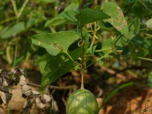 �����ٵĹ�Ч ���������������ΰٲ�