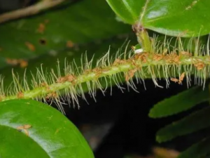 �����ֵĹ�Ч ���������α���