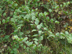 �۰��ĵĹ�Ч �۰������ڻ����͸���