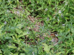 �ﾱ�ݵĹ�Ч �ﾱ������������