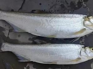 �������ʳ�ý��� �����㲻�ܺ�ʲôһ���