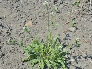 ���˵�ʳ�ý��� ���˲�������Щʳ��һ���