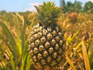 ��������Щʳ����� һ����������