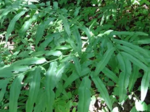 ��Ѿ�ݵĹ�Ч ��Ѿ�����ڷ�ʪ���ʹ