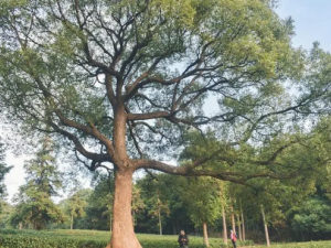 ������Ĺ�Ч ��������ζ���ҧ��