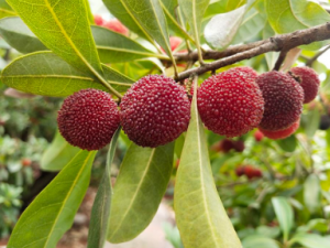 ��÷�Ĵ����˼� ��Щʳ�ﲻ������÷һ���