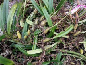 ����ʯ�����Ĺ�Ч ����ʯ�������η������