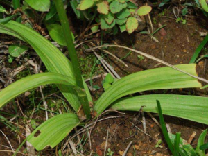 ��Ҷ����ݸ��Ĺ�Ч ��Ҷ����ݸ��η��ȿڿ�