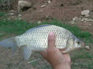 ����Ĵ����˼� ��Щʳ�����������